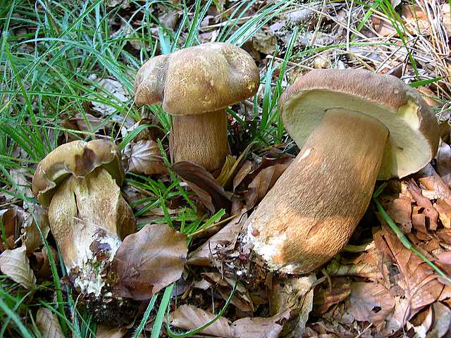 2005 :  Un anno di funghi
